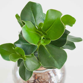 Clusia - Clusia Met et son Ampoule vase - 