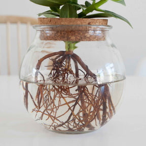 Clusia Met et son Ampoule vase - Willemse