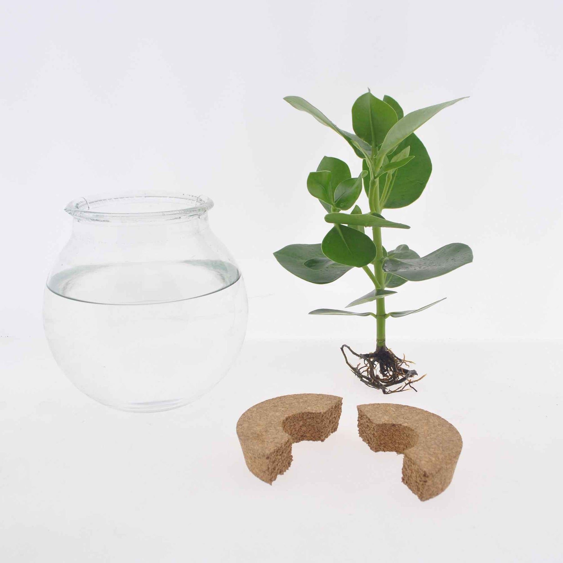 2 Clusias Met + Ampoules vases - Clusia