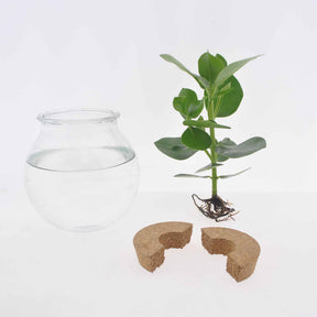 2 Clusias Met + Ampoules vases - Clusia