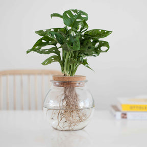 Monstera - Monstera et son ampoule vase - Hydro