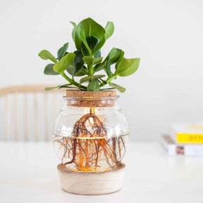  - Clusia Met et son ampoule vase avec LED - Clusia