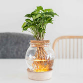 2 Syngonium + Ampoule vase + LED - Syngonium - Plantes