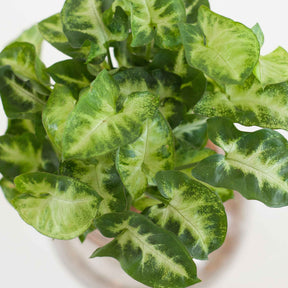 Syngonium - Syngonium et son ampoule vase avec LED - 