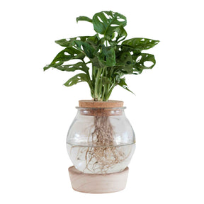 Monstera - Monstera et son Ampoule vase avec LED - Hydro