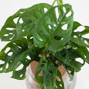 Hydro - Monstera et son Ampoule vase avec LED - Monstera