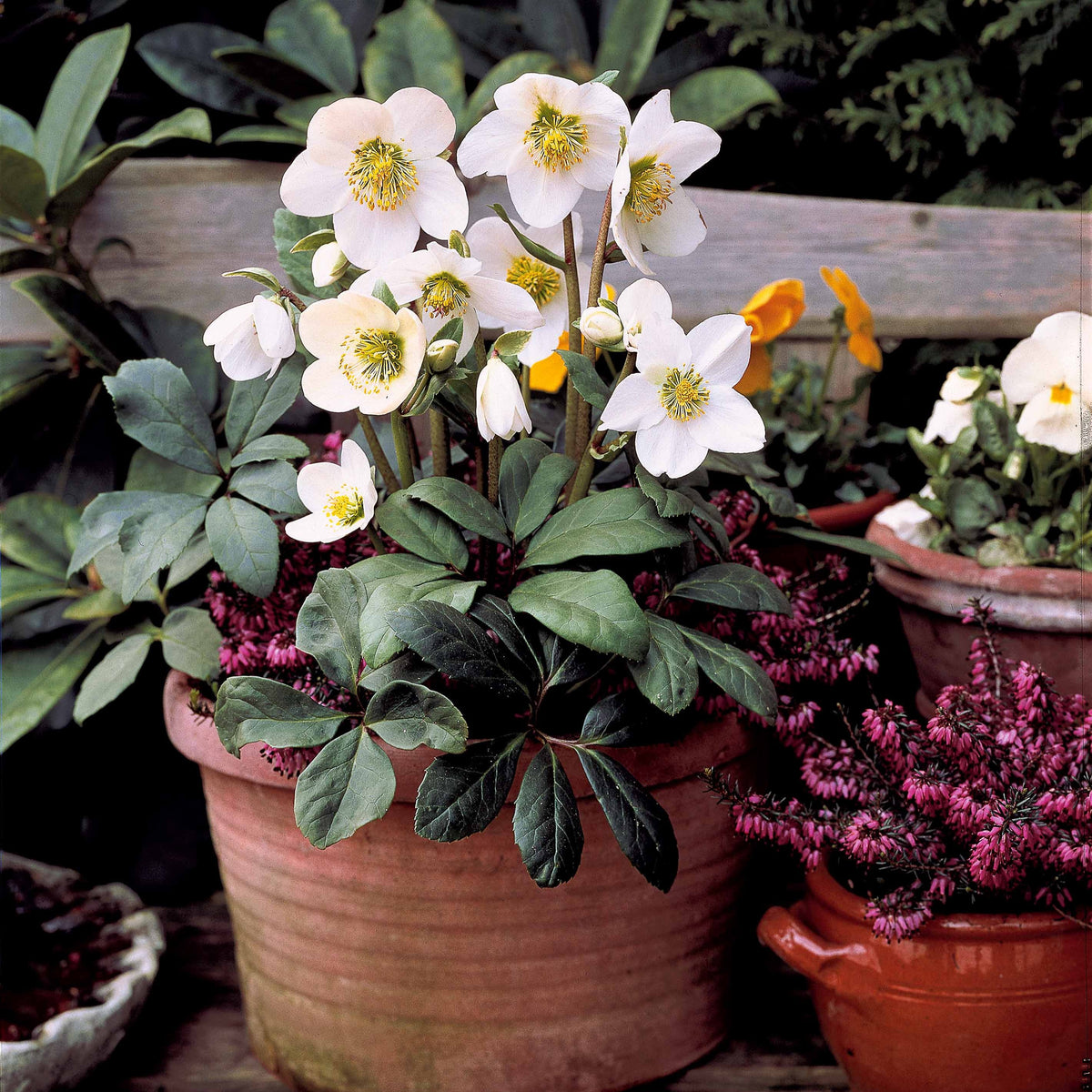 Hellébore Rose de Noël - Helleborus niger - Plantes