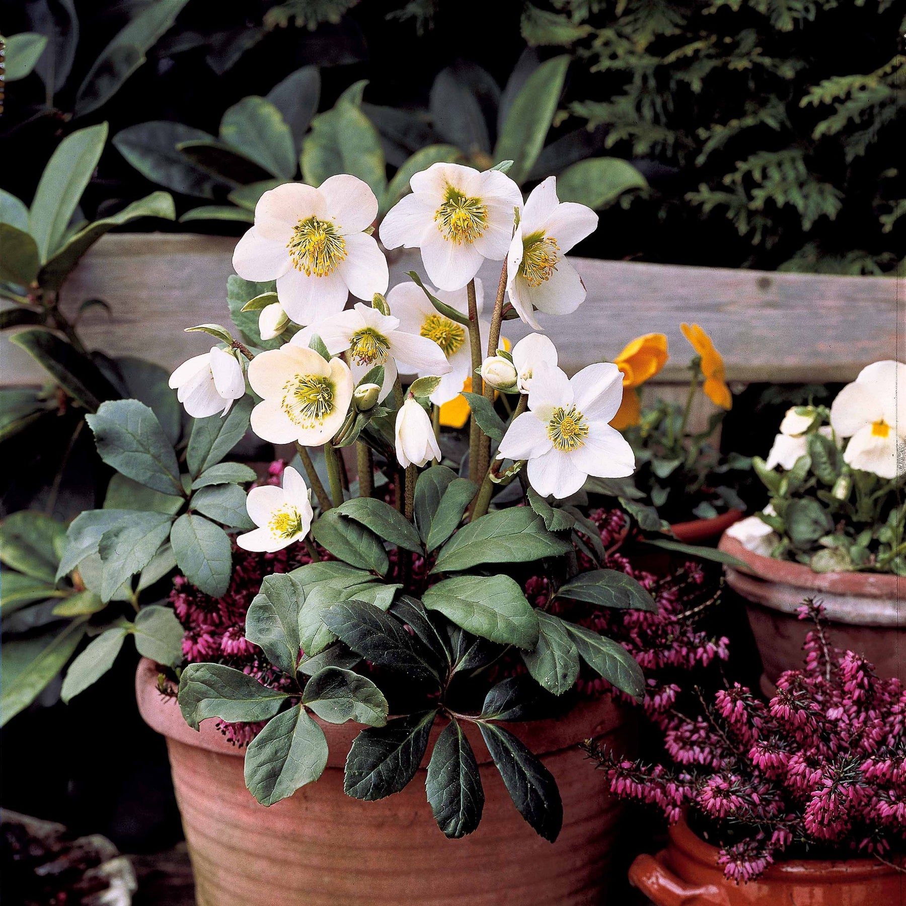 Helleborus niger Christmas Carol - Héllébore de Noel et son pot de Noël - Plantes fleuries