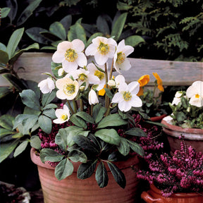 Helleborus niger Christmas Carol - Héllébore de Noel et son pot de Noël - Plantes fleuries