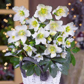 Helleborus niger - Hellébore Rose de Noël - Hellébores