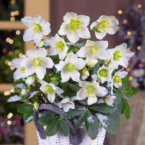 Plantes fleuries - Héllébore de Noel et son pot de Noël - Helleborus niger Christmas Carol