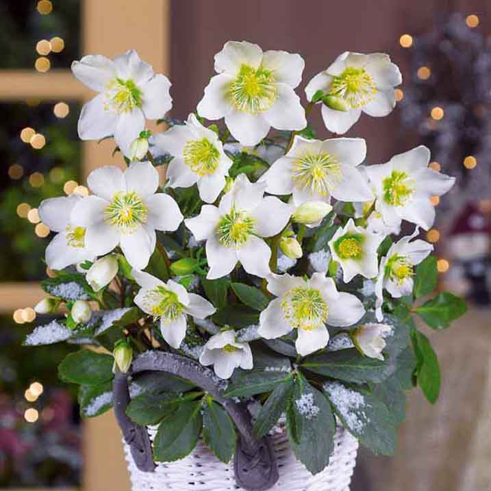 Plantes fleuries - Héllébore de Noel et son pot de Noël - Helleborus niger Christmas Carol
