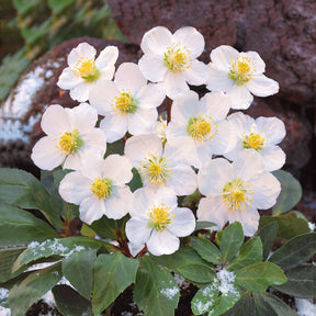 Hellébores - Hellébore Rose de Noël - Helleborus niger