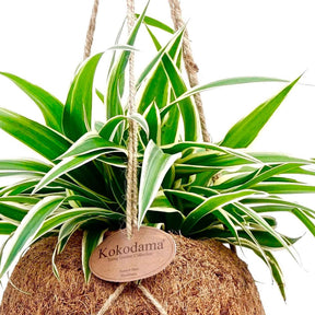 Chlorophythum et son pot en fibre de noix de coco - Chlorophythum - Willemse
