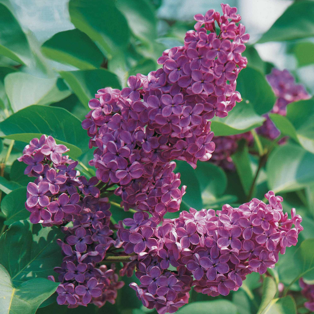 Lilas double lilas - Syringa vulgaris lilas