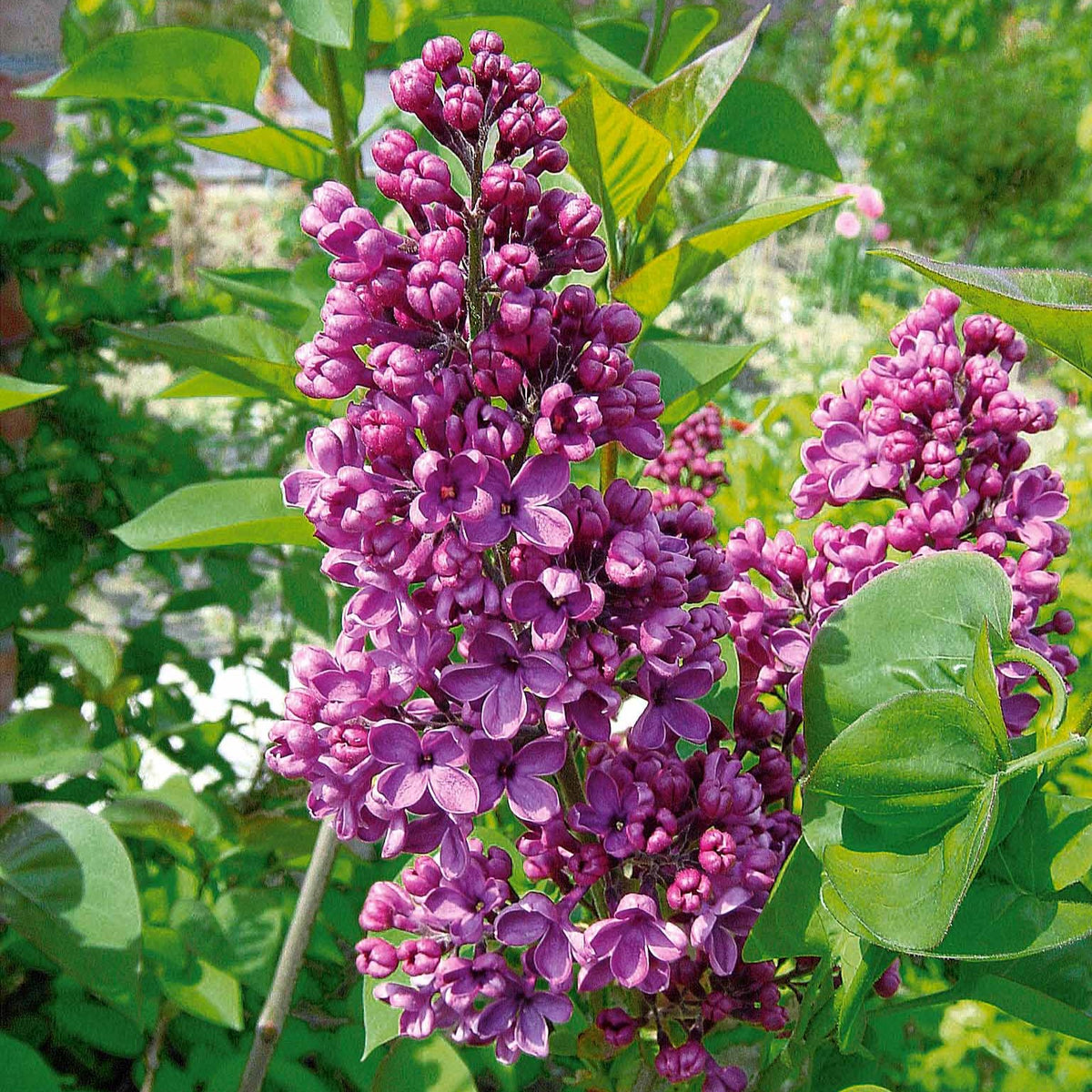 Lilas double lilas - Syringa vulgaris lilas