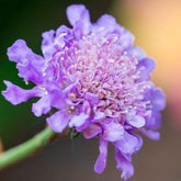 Scabieuse colombaire - Willemse