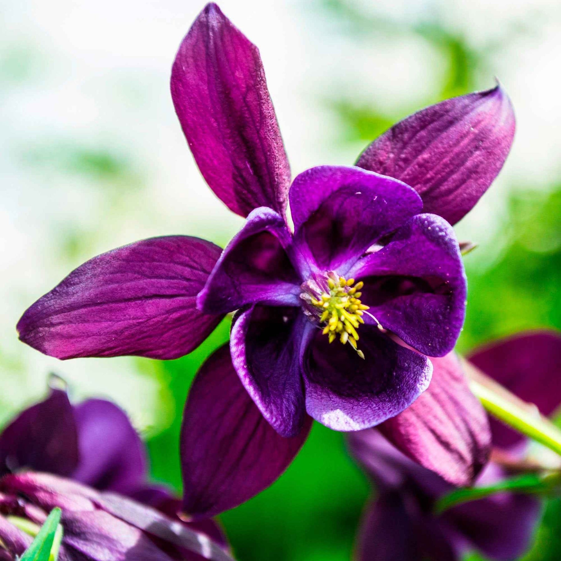 Ancolies des jardins Granny's Bonnets en mélange - Aquilegia vulgaris Granny's Bonnets - Willemse