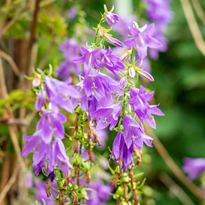 Campanule hybride Viking - Campanula Viking - Willemse