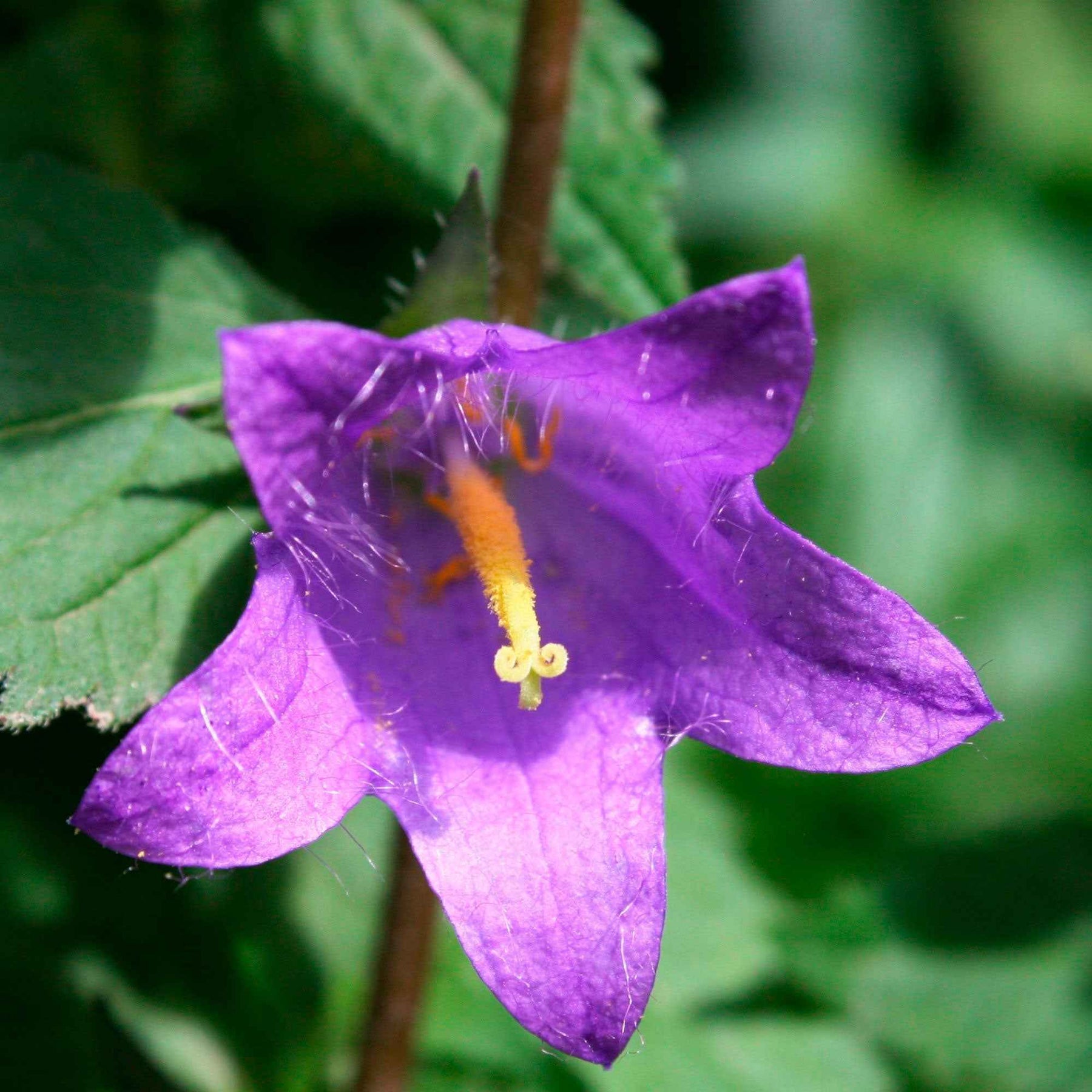 Campanule hybride Viking - Willemse