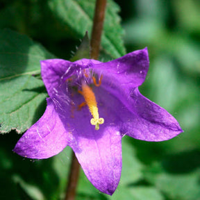Campanule hybride Viking - Willemse