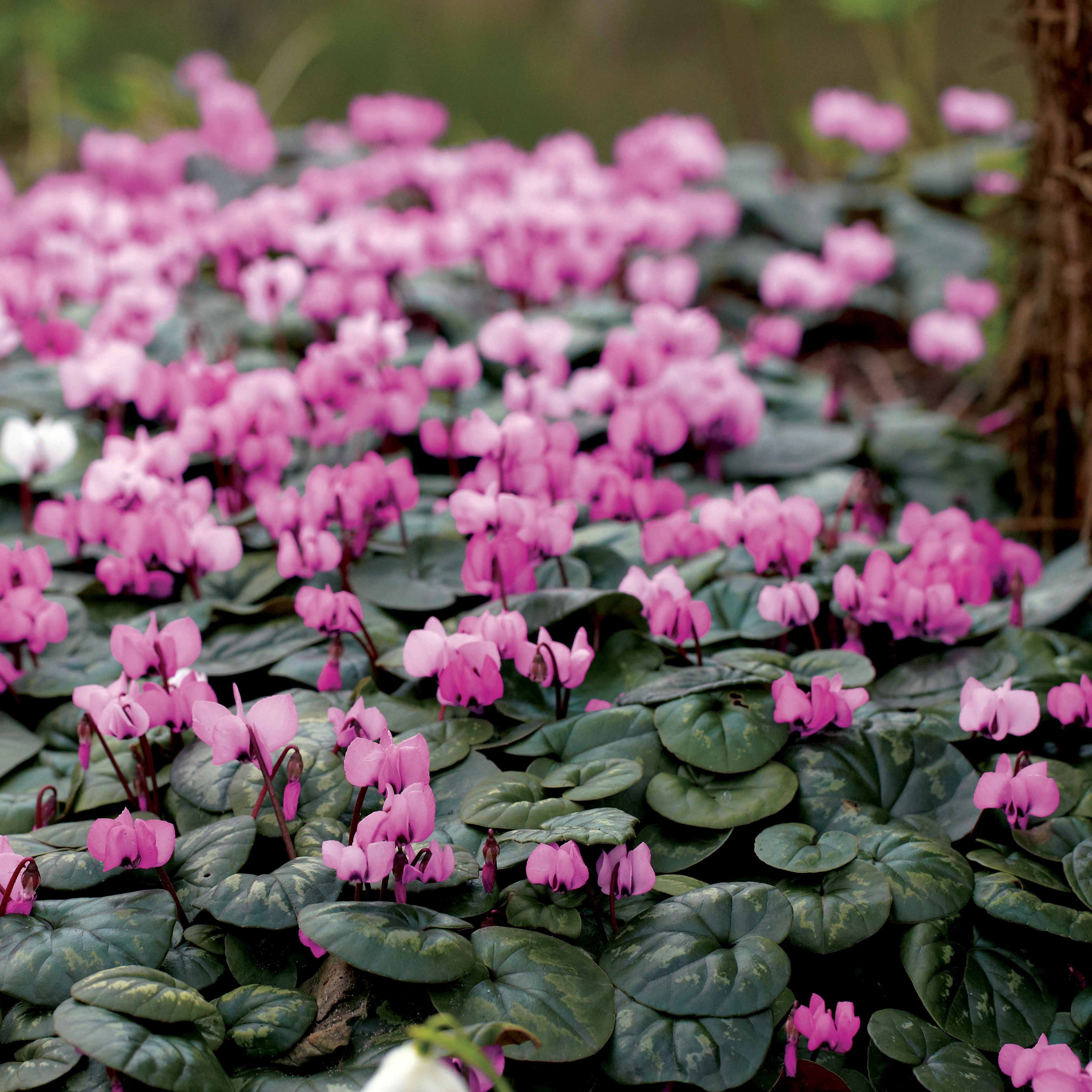 Cos. Rose 3 Cyclamens de l'île de Cos roses