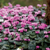 3 Cyclamens de l'île de Cos roses - Willemse