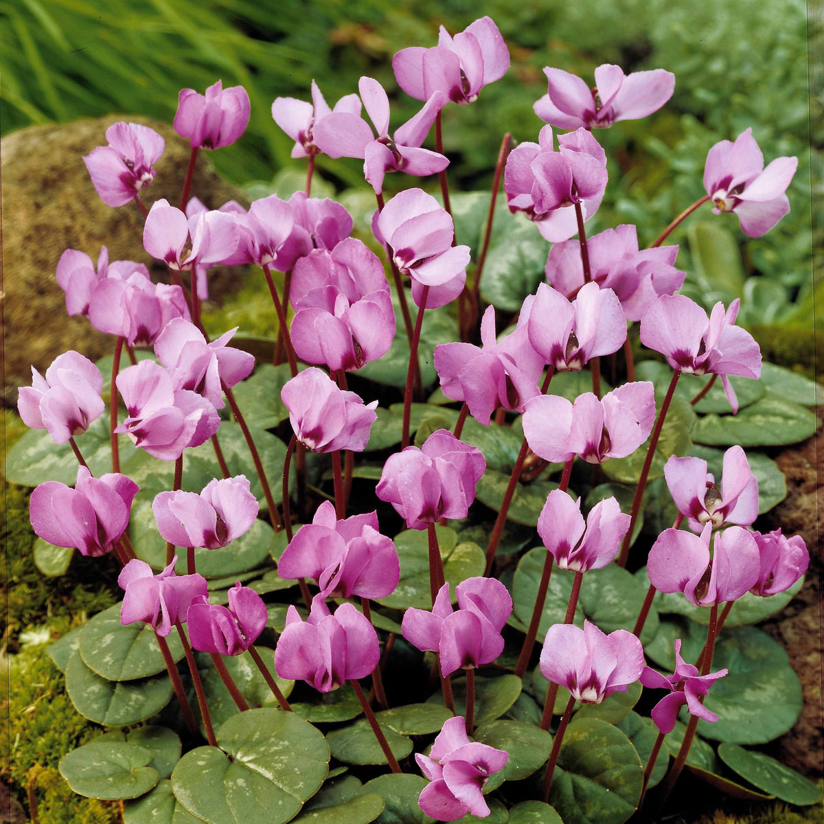 3 Cyclamens de l'île de Cos roses - Cyclamen coum