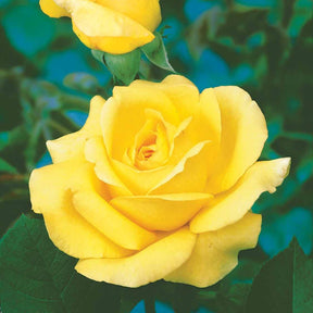 Rosier buisson Arthur Bell - Rosa arthur bell - Rosiers