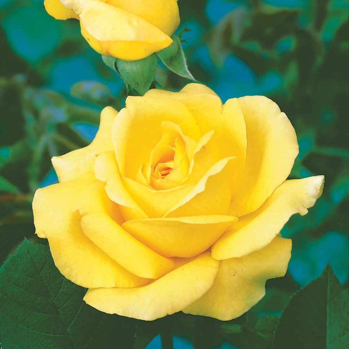 Rosier buisson Arthur Bell - Rosa arthur bell - Willemse