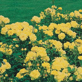 3 Rosiers à massif Friesia - Willemse