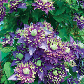 Clématite Taïga - Clematis Taïga - Plantes grimpantes