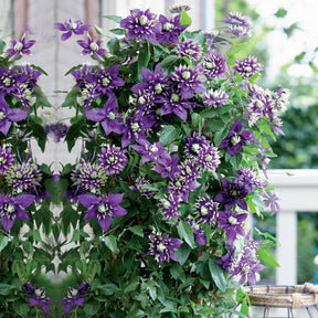 Clématite Taïga - Clematis Taïga - Willemse