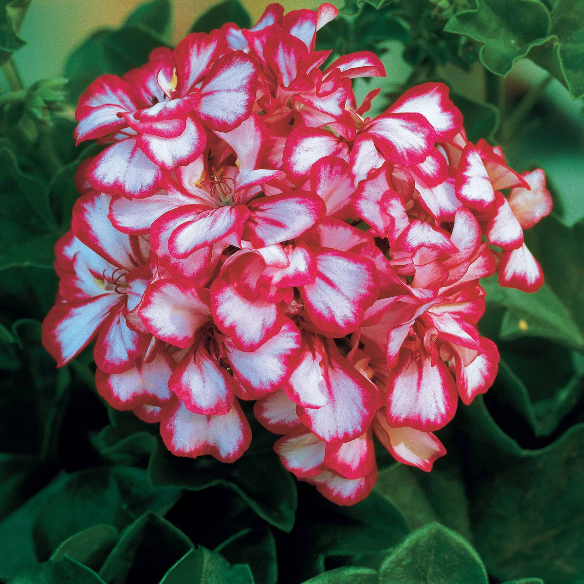 3 Géraniums parfumés Pansy - Pelargonium peltatum nixe - Plantes vivaces