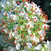3 Lauriers du Portugal Angustifolia - Willemse
