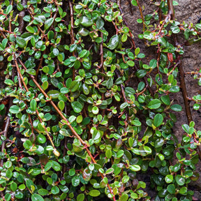 Vente Cotoneaster de Dammer