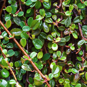 Vente Cotoneaster de Dammer - Cotoneaster Dammeri
