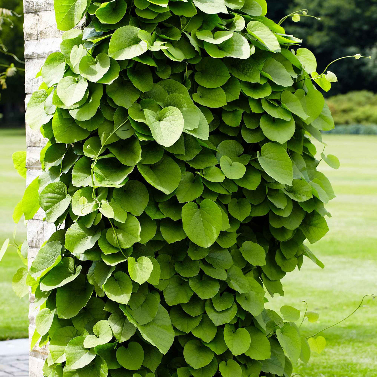 Aristoloche - Aristolochia macrophylla