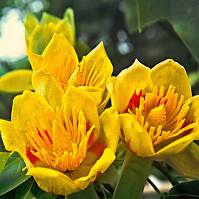 Arbres à fleurs - Tulipier de Virginie - Liriodendron tulipifera danny