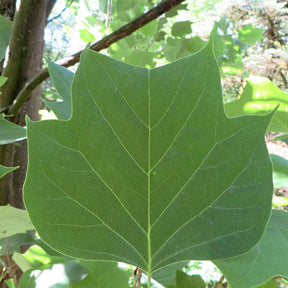 Liriodendron tulipifera danny - Tulipier de Virginie - Arbres à fleurs