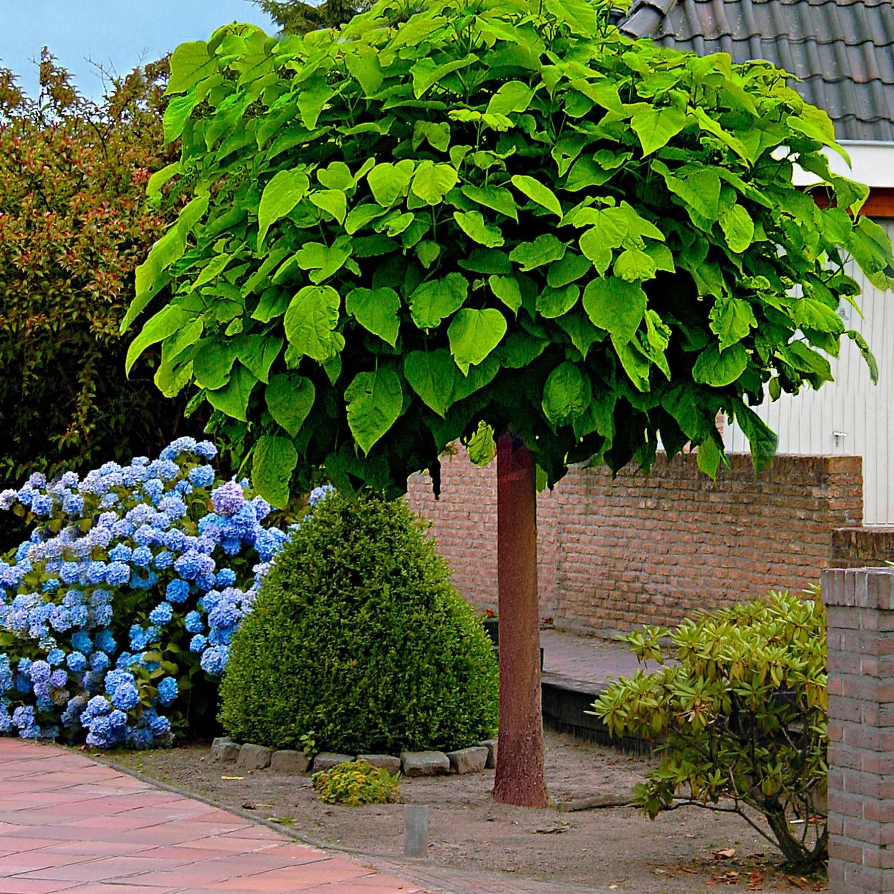 Catalpa bignonioides Nana - Catalpa Boule - Catalpa