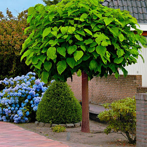 Catalpa bignonioides Nana - Catalpa Boule - Catalpa