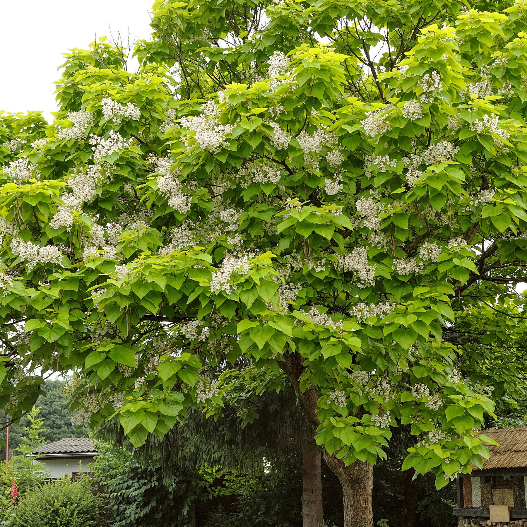 Catalpa bignonioides