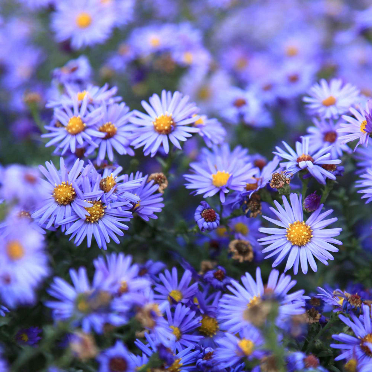 3 Astères dumosus Lady In Blue - Aster dumosus Lady in Blue - Willemse