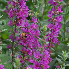 Salicaire - Salicaire commune Robert - Lythrum salicaria Robert