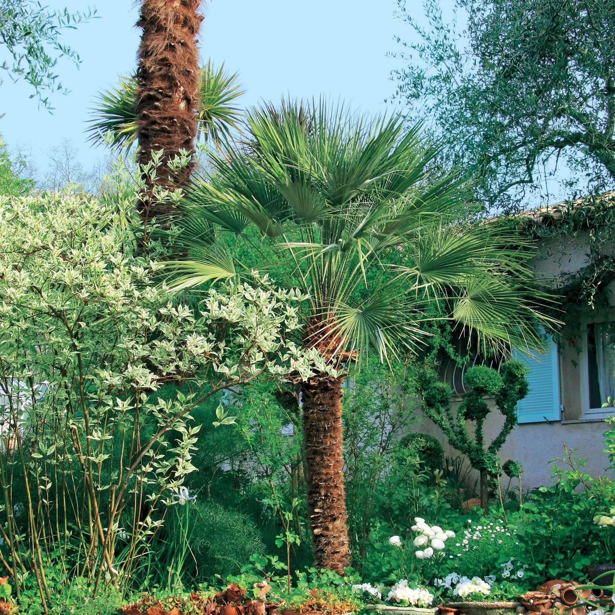 Palmier nain de Méditerranée - Chamaerops humilis