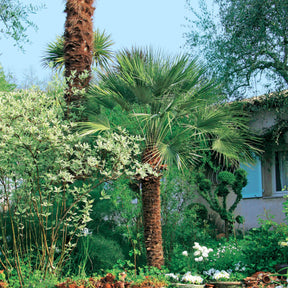 Chamaerops humilis - Palmier nain de Méditerranée - Palmier