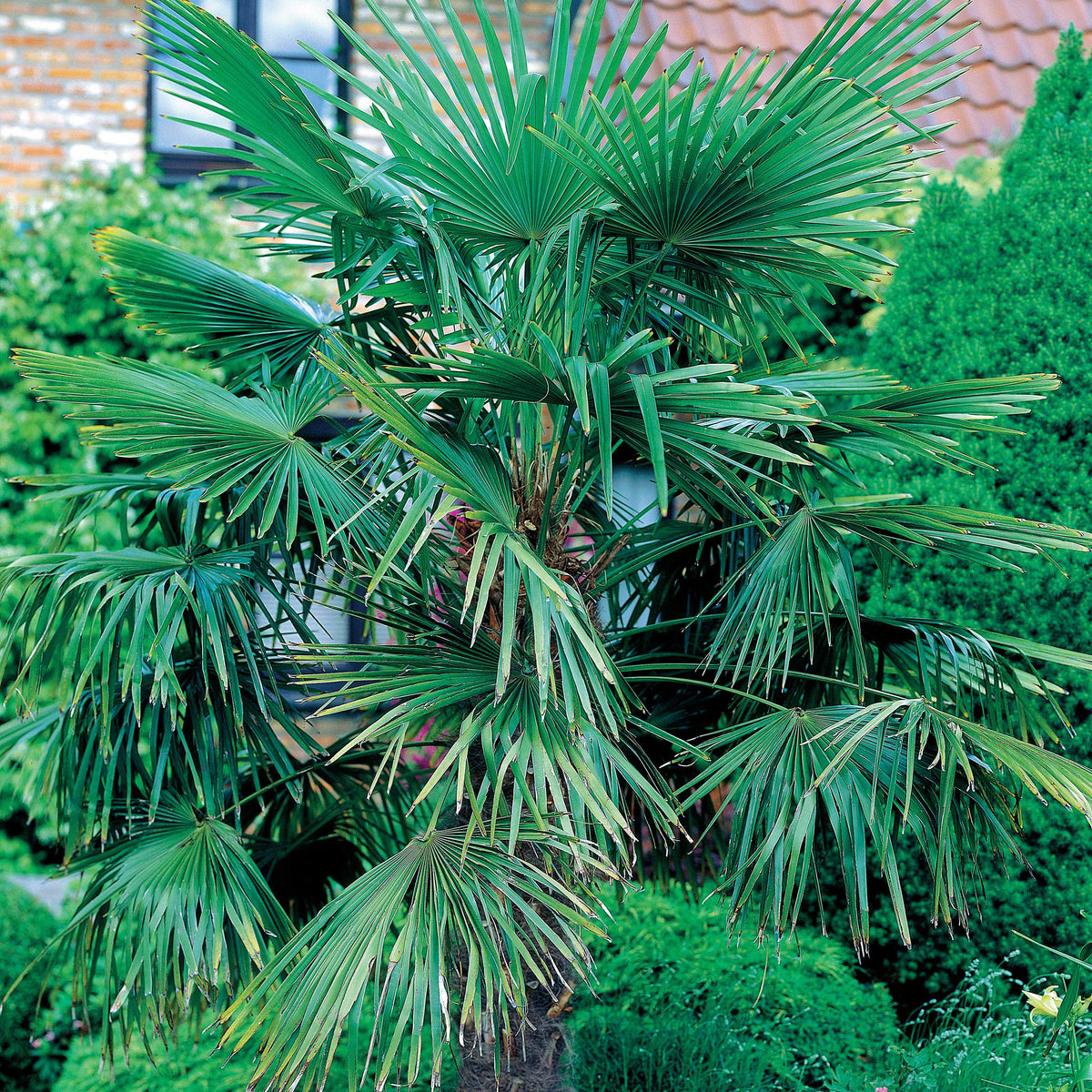 Palmier nain de Méditerranée - Chamaerops humilis