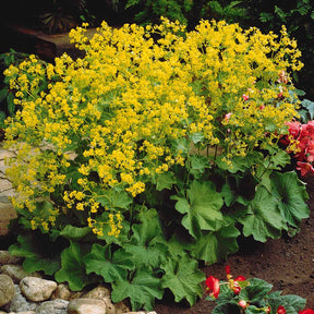 Alchemilla mollis - 3 Alchemilles - Alchemilla