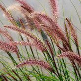 Herbe aux écouvillons Red head - Pennisetum - Willemse